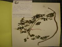 Herbarium sample